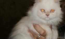 3 Flame Point, blue eyed Persian Kittens are ready to go. Playful and happy they are litter box trained.
 
I am posting it for a friend so please do not e-mail... for more info call
 
604-250-9221 or 250-677-4373  Can deliver to lower mainland...