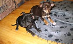 this litter was born on July 8,11
there are 2 females and 3 males
The parents are both on site
the sire is a long haired Chihuahua and
the dam is a black short coated Russian Toy Chihuahua
We have 2 black and tan pups (male and female),
2 brown pups (also