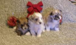 I have 3 cute Maltese mixed with Sheltie puppies for sale. They are raise in our family home and very socialized , will be vet checked, first needle and wormed several times. I have 2 boys and a girl. They will be ready during the Christmas holidays for