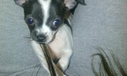 3 pure bread short haired chihuahua puppies, Born September 26, 2011 in need of good homes. Im asking $400 cash / puppy. Price includes all their first shots & checkups. The 2 black ones are males, and the white and black female. All 3 puppies are trained