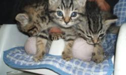 I have 2 female brown tabbys and 1 male brown tabby. They are all litter trained, flea free and dewormed. I am asking $30 but am willing to work something out. If you have any questions or would like to see them please e-mail me.