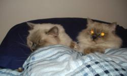 3 yr old , Chocolate bicolor
brother and sister ragdolls, blue eyes need a new home. Friendly and playful indoor cats, neutered/spayed, had all their shots, suits a quiet, mature environment.