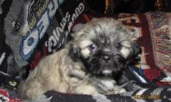 We have four beautiful Bichon Shih-Tzu puppies looking for their forever loving home. We are asking $275. each without shots or $375with thier shots. We are not breeders. These little guys are raised around children and other animals. We have 2 boys and