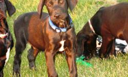 These Puppies were born on July 9th, 2011
There were 2 females and 8 males,
Now there are only 4 males left.
the sire is a CKC registered choc. Lab
(he comes from a choc. on choc. breeding line)
the dam is an AKC registered fawn great dane
(she comes from