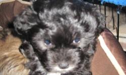 We have 4 pups for sale. They will be ready to go at the end of October to a very loving family. They are 1/2 shih tzu 1/4 Bichon and 1/4 poodle. They have their first shots. There is 2 boys and 2 girls. They are hypoallergenic and they do not shed. The