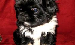 TWO MALES AND TWO FEMALES SHIH TZU PUPPIES FOR SALE. VACCINES AND DEWORMERS UP TO DATE. GREAT PERSONALITIES. GOOD WITH KIDS AND GET ALONG WITH OTHER PETS. READY TO GO