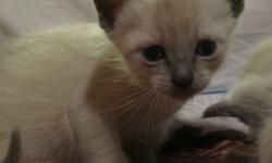 4 female seal point siamese kittens born Dec 5, 2011 for sale.  Raise in a home with 2 adult cats, a dog, and children.  Kittens come dewormed with first set of needles.  These kittens will make wonderful pets.  Ready for their forever home in February.