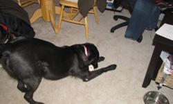 Tasha is a 4 yr old Black lab cross in amazing shape. loves to run and good with kids. protective around other dogs. I am moving to another country and sadly cannot take her with me. Am willing to give her away to the right loving home. please contact