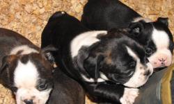 email to be put on waiting list for next litter
 
PB BOSTON TERRIER PUPPIES 3 BLK&WHT FEMALES 1 SEAL FEMALE 1 SEAL MALE BOTH PARENTS CAN BE VEIWED MOM IS SEAL DAD BLK&WHT BOT 18-20 LBS WELL SOCIALIZED WITH KIDS CATS AND DOGS WILL COME VET CHECKED DEWORMED