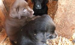 Block-head , dewormed,  All Males
 
Awesome Temperment / Well natured.
 
3 black.... $ 400
 
2 chocolate $ 500
 
Father 100 lbs chocolate pic posted
 
Mother 80 lb Black lab pic posted