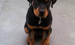 Rosco needs a good Loving home
He is a Gorgeous Rotti with Beautiful color and personality.
He has grown up so far around kids a pomeranian (small dog) and is so gentle and playful with both.
He has All his shots and will come with his health card and a