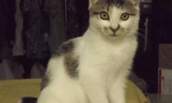 This little rascal is about 5 months old. She is very inquisitive and loves to play with our other cats. She is well socialized and leans quickly what her limits are. All of her vaccinations are up to date and she has been given a clean bill of health. We
