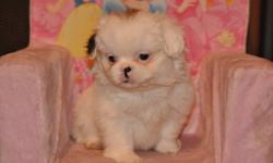 5 Shih Tzu X Pekingese puppies, 4 males in the first 4 pictures and 1 female in the last picture, the white male is $500.00 and the others are $375.00 each, their father is a pure 12lb Shih Tzu and their mother is a pure 14lb Pekingese, hypoallergenic,