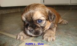 6 ADORABLE SHORKIES FOR SALE
 
Mom (in picture) is a Shih-tzu
Dad is a pure-bred Yorkie
4 Males & 2 Females Available
Comes with their first set of shots, 
de-worming, and vet check
They will be between 5-10 lbs
Asking $350.00 Firm
 
PUPPY 2, 3, 4 & 6 ARE