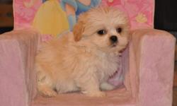 6 Bichon X Shih Tzu puppies, born Nov. 15th, 4 boys in the first 4 pictures and 2 girls in the last 2 pictures, their father is a pure Bichon and their mother is a pure Shih Tzu, they will weigh 10 to 12lbs when full grown, hypoallgenic, non-shedding,