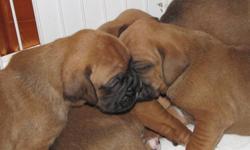 6 adorable boxer puppies for sale, 3 males 3 females. Purebred, from beautiful parents, both local to the Comox Valley.
Please contact us to arrange a viewing; SERIOUS INQUIRIES ONLY. Prices have not been set yet, but please make sure to let us know in