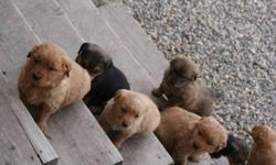 Beautiful,loving Golden Retriever Puppies. 2 black/brown females, and 3 golden females. Only 1 golden colored male. Dogs come with shots included/ dewormed.l Are ready since the 22. of December and waiting for a lovely home.