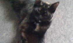 Black and brown calico kitten in need of good home
This ad was posted with the Kijiji Classifieds app.