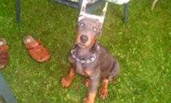 I have two beautiful Dobermans, A blue Male and a Red Female. I was going to keep them but I've decided that its not a good time too keep more Dobermans, So I'm giving up my breeders picks. Mother is on site. They have both been cropped and docked,