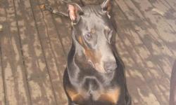 Very friendly and loving male blue doberman for sale, with ears and tail done, up to date with vet, house trained and ready to go to a loving home.