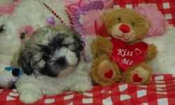 We currently have some Schichon puppies (ShihTzu-Bichon) also known as teddy bear puppies. They are friendly, energetic, and already potty trained! They also come with shots and birth certificates. Their prices are ranged from $550-$800 depending on the