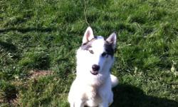 This pup is a beautiful fella ,he is white and silver with a very rare piebald splash coat, he has a great personality loves kids, like most huskies he has lots of energy and needs someone that has time to spend with him ..his family could not keep him