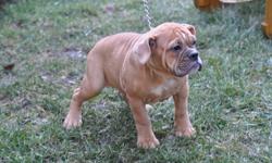 9 Olde English Bulldog puppies, 6 males in the first 6 pictures and 3 female in the last 3 pictures, the last female is $1800.00 or I will keep her, the father is Dogface Hemi from Minnesota U.S.A. know owned by us, the mother is Blacks Dora, the parents