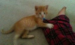 I have a 9 week old short haired kitten. He is orange with white patches and was the runt of the litter. He is fully litter trained and a great little kitten. My two year old is so rough with him that I'm afraid he's going to seriously hurt the kitten.