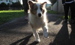 We have a beautiful, caring, smart female Sheltie puppy for sale.  We are moving and cannot take a puppy with us to the new home. She is very well behaved, CKC reg, up to date with vet check/shots/worming, and is great with all people including children.