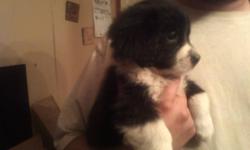 I have a black with white patches female puppie . Shes 9 week old and very cute and cuddly . Beautiful face . Will mature around 12 pounds . Maybe trade for a small dog between the ages of 1-5 years old and not fixed as i want something to pair up with my