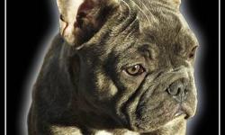 Absolutely Amazing! Beautiful Blue French Bulldog!
This boys got it all!!!
He is perfect in every way
beautiful, healthy, amazing temperament!
Not to mention his exotic and rare color!
He turns heads and has people always admiring him!
Has grown up with