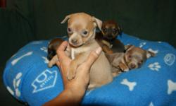 Ready for there new home; Purebred Chihuahua puppies, raised with lots of love, parents on side, well socialized with small children and other animals,  mother and father weight 5 lbs, comes with one set vaccine, dewormed three times and written health