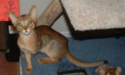 Beautiful ruddy female Abyssinian cat available.  Indoor only please.  Very sweet and affectionate. Call 250-516-4201