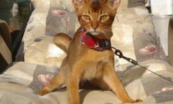 My name is Notcho because I have a notch in my ear.  I am 11 months old and was supposed to be a showcat until I put a notch in my ear.  I am very affectionate and easy going.  I like going out on the porch with my leash and harness but I need an indoor