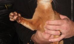 Beautiful Abyssinian cat available.  I am very friendly and am looking for the right home.  I am looking for an indoor only home please as i have never been outside.  I am a red female. The 200.00 will cover the veterinary costs for spaying and a health