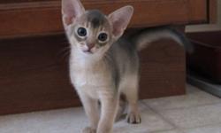 Blue Abyssinian kittens available for sale to suitable home.  Healthy and active these little kittens are very sweet and affectionate.