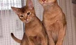 I have 3 adorable abyssinian kittens. Looking for a good home. Call 604-771-3133 or email at tais172000@yahoo.com if interested. They are very active and affectionate. Loves to play with water. You can also teach them tricks.