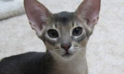 Two Abyssinian kittens available, very healthy affectionate.  One is blue and the other is fawn.