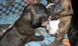 Us Boxers Love to cuddle and be with our family! We are smart cute and normally easy to train. I have 1 Male Brindle and 4 female. Ready for Our new family Dec. If ready can leave at 6 weeks which is Dec.8th. Or Dec.22 at 8 Weeks. Will hold puppy for non