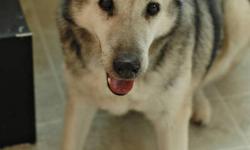 Ben is an 8-10 year old male Shepherd/Husky mix. He is neutered, up to date on vaccinations and housebroken.
We received Ben from Winnipeg Animal Services when their kennels were full. He was brought in as a stray, and never claimed.
Ben is a low energy