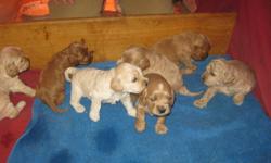 Cockapoo puppies for sale, born on November 29th.  Cockapoos are hypo-allergenic and don?t shed. These are family pets; pure cockapoo, mom and dad (both strawberry blonde) are on site.  Vet checked, first shots and dewormed.  We have not docked the tails
