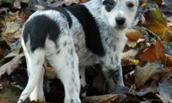 Super sweet blue heeler/shepherd mix puppies. These puppies are very social and outgoing, and highly intelligent! They will make excellent family pets. Ideally suited for homes with some yard space at least, and they will love a daily walk for exercise.