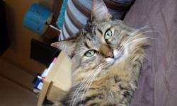 Bella is a sweet, very smart and independent 4 year old brown tabby. She is spayed, microchipped and has all of her shots up to date. I have had her since she was a kitten but sadly I am no longer able to keep her as I will be moving. I am looking for a