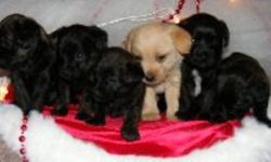 ONLY 2 MALES LEFT!! 
READY TO GO THIS WEEK!!
 
Chi-Poos are a cross between a poodle and a chihuahua.  Mom is a black toy poodle and dad is a tan chihuahua.  Puppies are a beautiful dark brown and their temperment is wonderful.  They are very comfortable