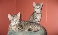 I have 2 cute and playful 9 week old male kittens litter trained and ready to make someone very happy for Christmas.