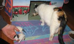I have two healthy, adorable kitties ready for their forever homes! Both of the kittens are female and have not been spayed. They were born on Monday October 17, 2011 so they were 8 weeks yesterday. They are litter trained and eating solid food. Wish i