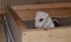 Beautiful CKC (Canadian Kennel Club) registered mini bull terrier female puppy (last from the litter of two), with fantastic pedigree, home bred in busy household with kids and other dogs and a cat.  She will be are ready to go in 4 weeks to her new home