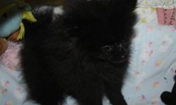 brenda_lee_smith please email me again your email address comes back non deliverable
 
Ready for her new home little black pom female / vet checked/second  vaccination , health guarantee /good start on paper training,well socialized , mom is four half