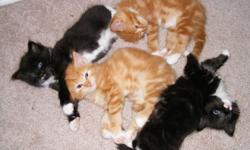 Adorable fluffy kittens. You'll be surprised by their silky hair.They are four of them; two tuxedo with a mustache and two beige. 
Mom & dad live at home and it will be the only litter.
They are healthy, full of life, and lot of fun.
They need an