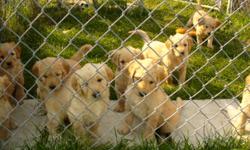 We have a beautiful litter of Goldendoodle puppies that were born on Sept. 28th. 2011.  The mom is a very gentle Golden Retriever and such a great mom.  The dad is a very smart and intelligent Apricot standard Poodle.  The mom is approx 60 lbs the same as